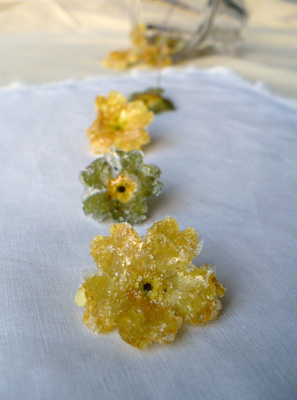 Fleurs de primevère cristallisées, par Agastache du blog Une citrouille dans ma cuillère
