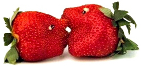 fruits vedettes fruits vedettes